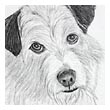 Dog drawing