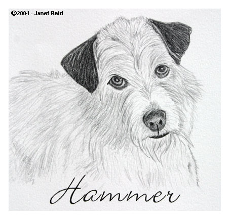 Dog drawing