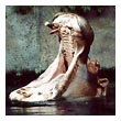 Hippo
