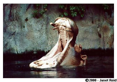 Hippo