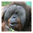 Orangutan