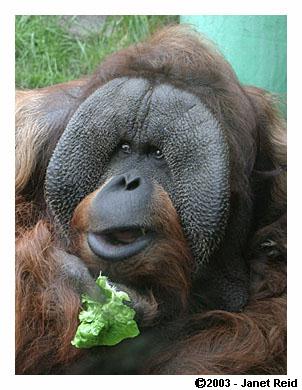 Orangutan