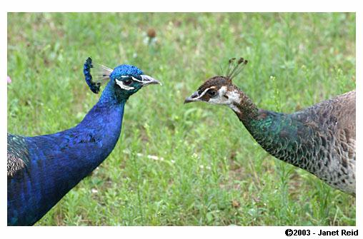 Peacocks