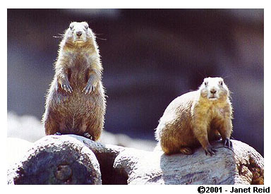 Prairie dogs