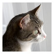 Tabby cat