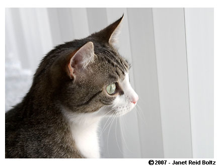 Tabby cat